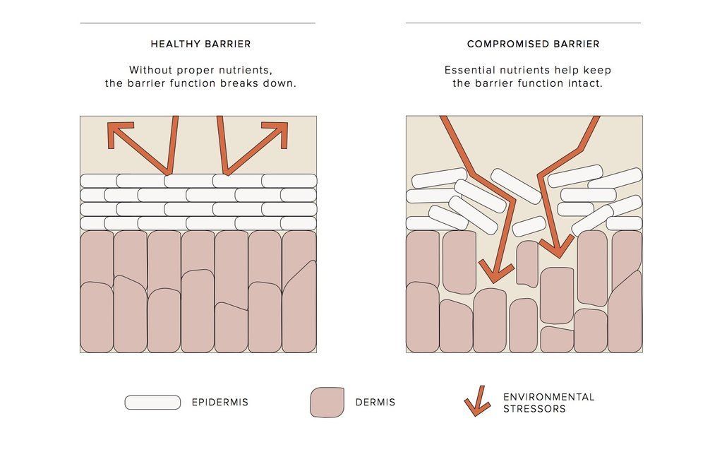 skin barrier diagram stratum corneum lipid matrix ceramides